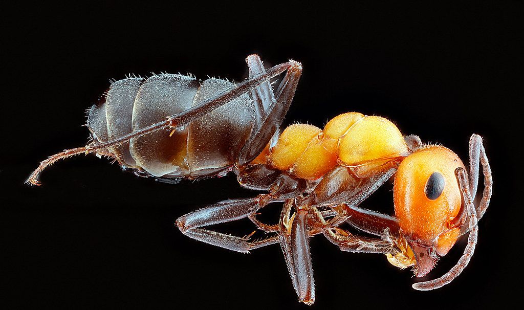 Ant Control service in Jeffersonville, IN
