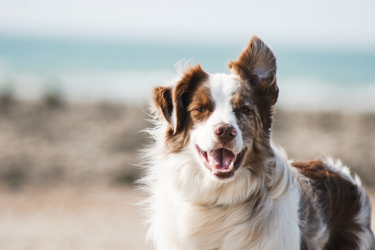 Flea & Tick Control service in Jeffersonville, IN