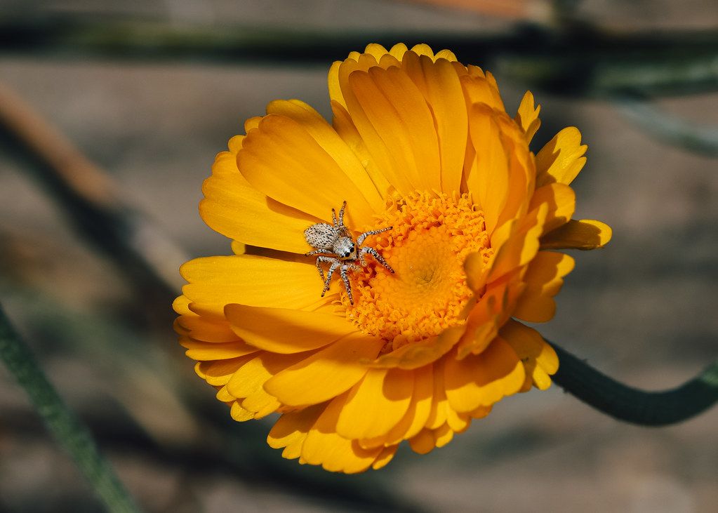 Spider Control service in Jeffersonville, IN